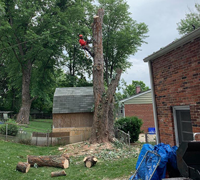 Professional Storm Damaged Tree Removal